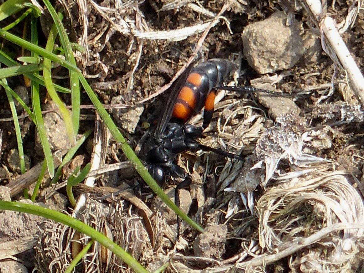 Pompilidae rossonero gi in azione: Anoplius viaticus